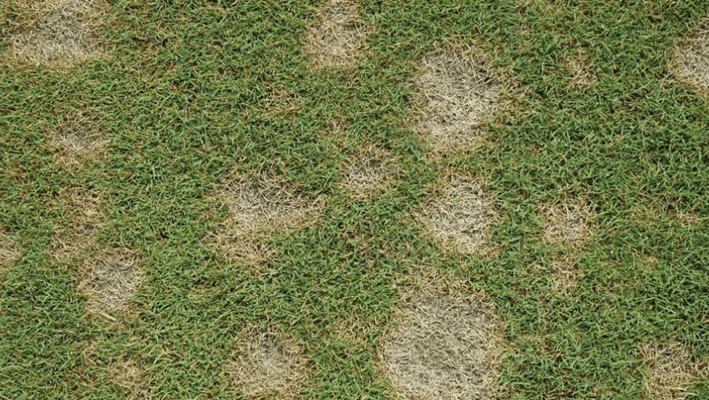 Dollar Spot