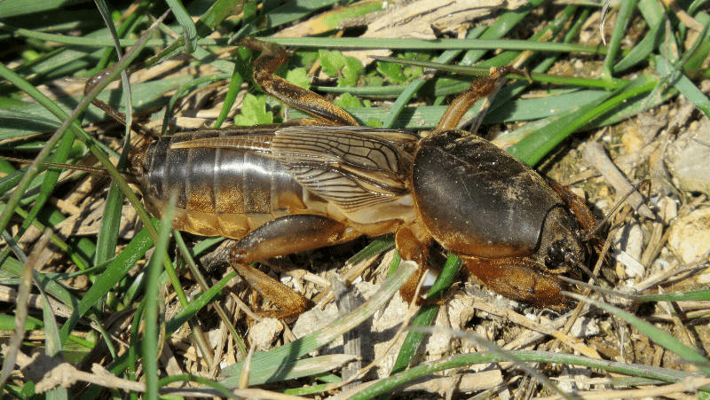 grass eating bug