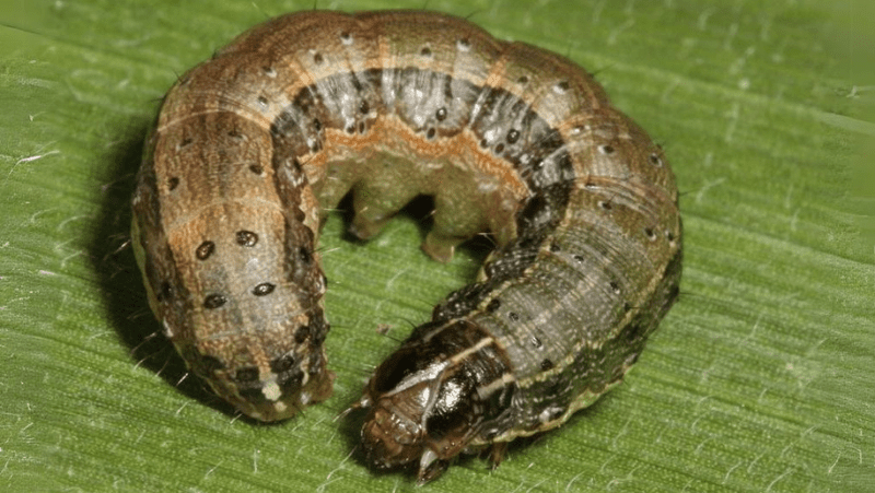 armyworm