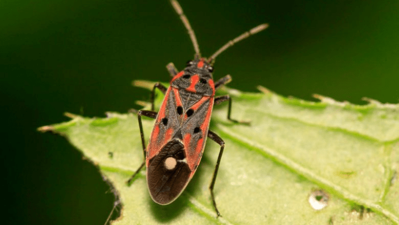 Keeping Your Lawn Lush: Battling Summer Pests and Diseases in South Africa