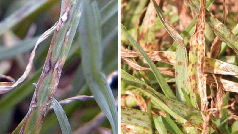 leaf-spot-close-montage