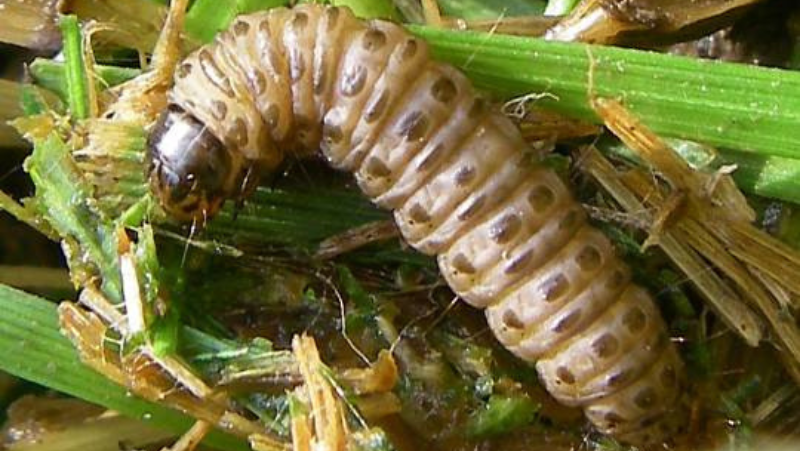 worm eating grass