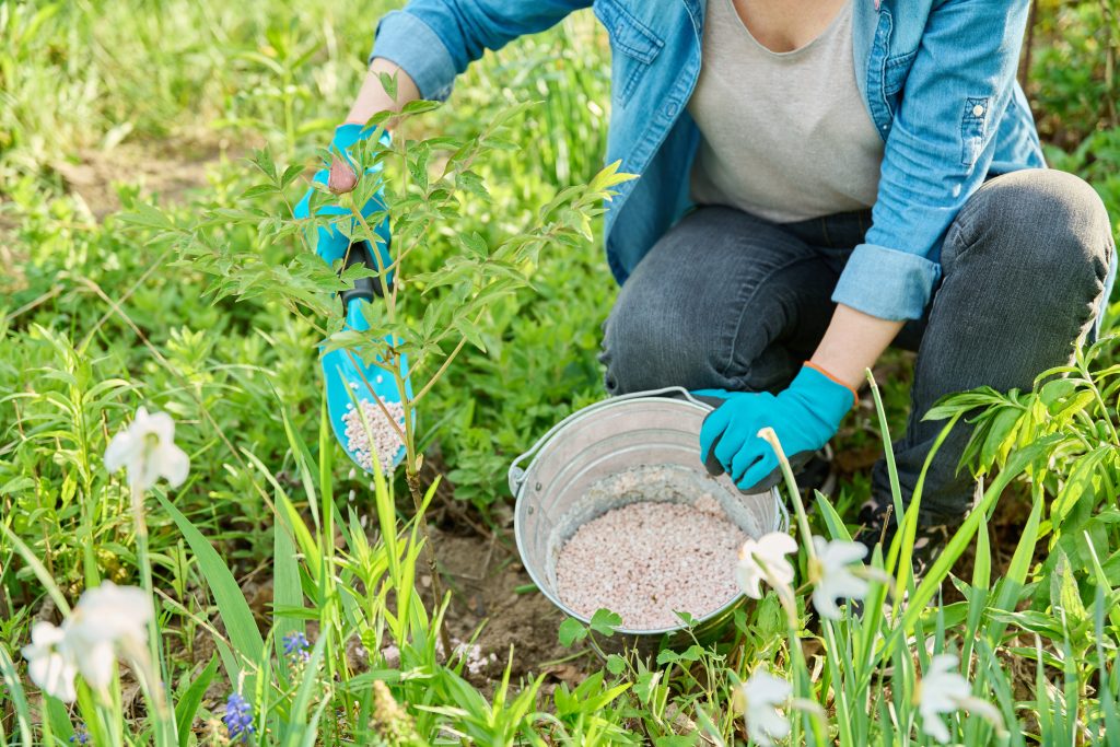 Spring work on flower bed in garden, in backyard, tree peony fertilizer