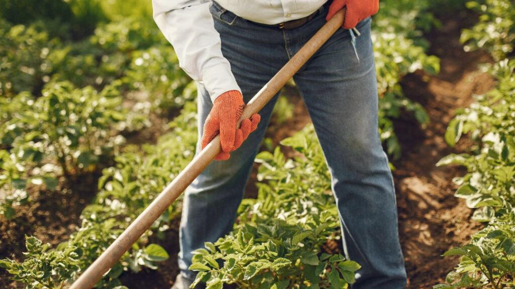 How to Fertilize Your Garden for a Bountiful Summer Harvest