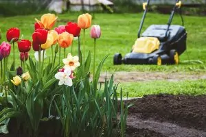 Spring in South Africa | Mowing grass in backyard, tulips in front green lawn and electric grass mower