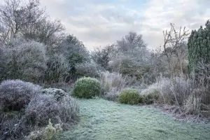 Winter Garden Management